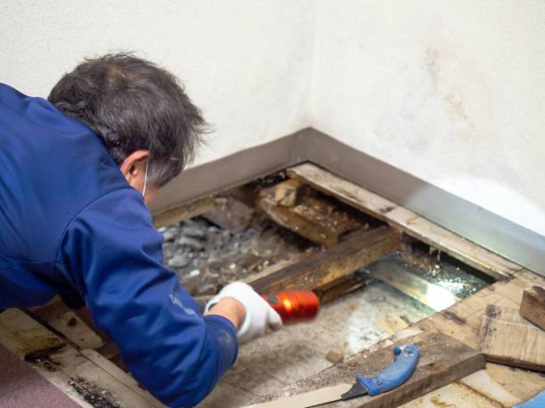 Best Mold Damage Repair  in Jerome, IL