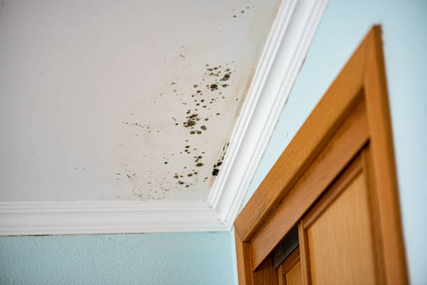 Best Mold Testing  in Jerome, IL