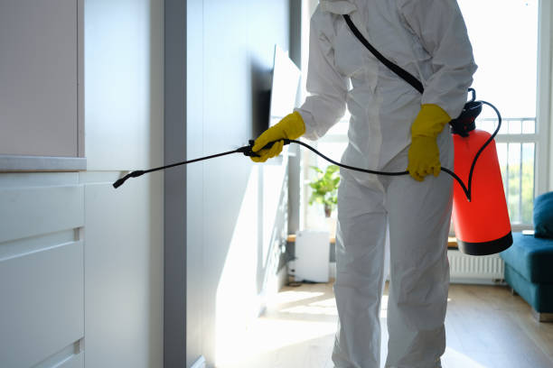 Best Black Mold Removal  in Jerome, IL