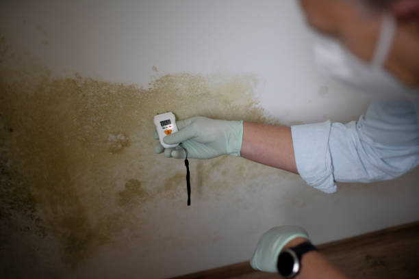 Best Attic Mold Removal  in Jerome, IL