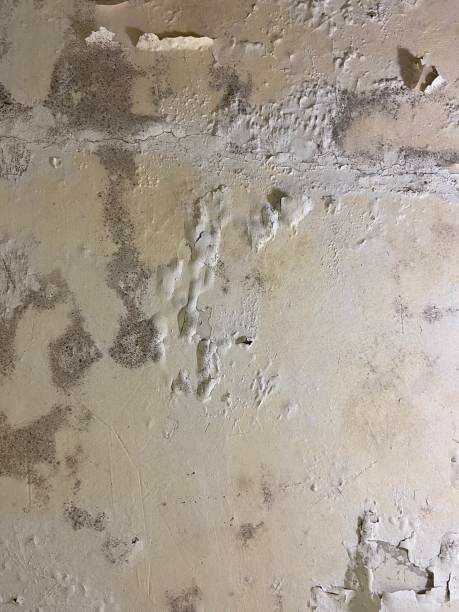 Mold Removal and Inspection in Jerome, IL
