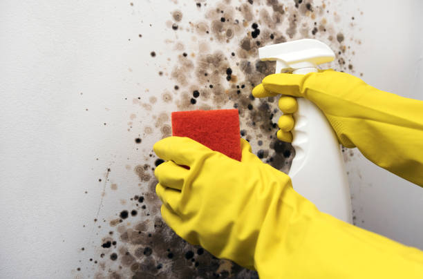 Best Affordable Mold Removal  in Jerome, IL