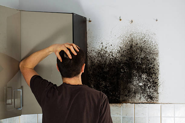 Attic Mold Removal in Jerome, IL