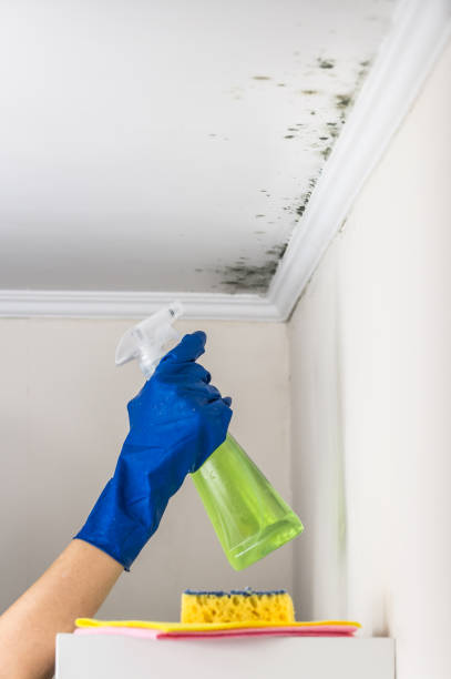 Best Office Mold Removal Services  in Jerome, IL