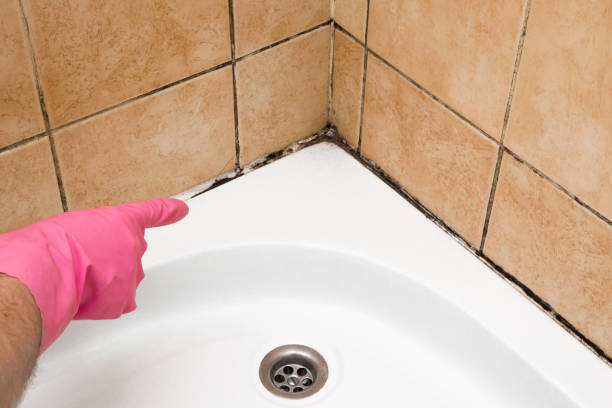Attic Mold Removal in Jerome, IL